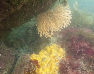  Panorama colorido del mundo submarino 